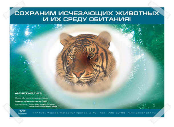 Оригинальный постер «Амурский тигр» с заголовком «Сохраним исчезающих животных и их среду обитания!», разработанный студией Trio-R Alliance в рамках общероссийской социальной государственной программы «Экология»
