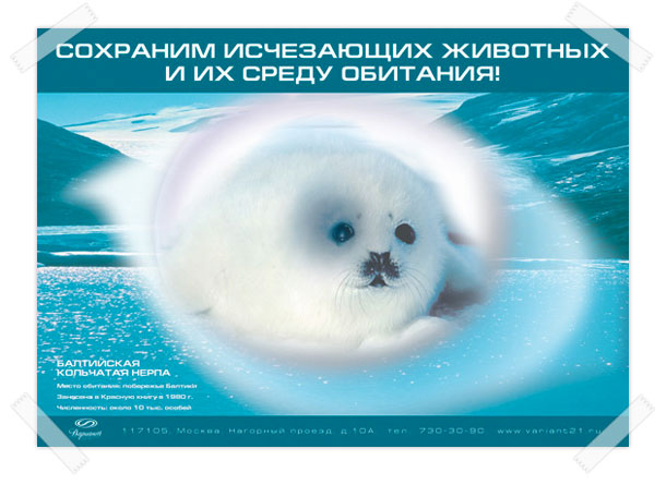 Оригинальный полноцветный социальный плакат «Балтийская кольчатая нерпа» с заголовком «Сохраним исчезающих животных и их среду обитания!», разработанный в рамках социальной государственной программы «Экология»